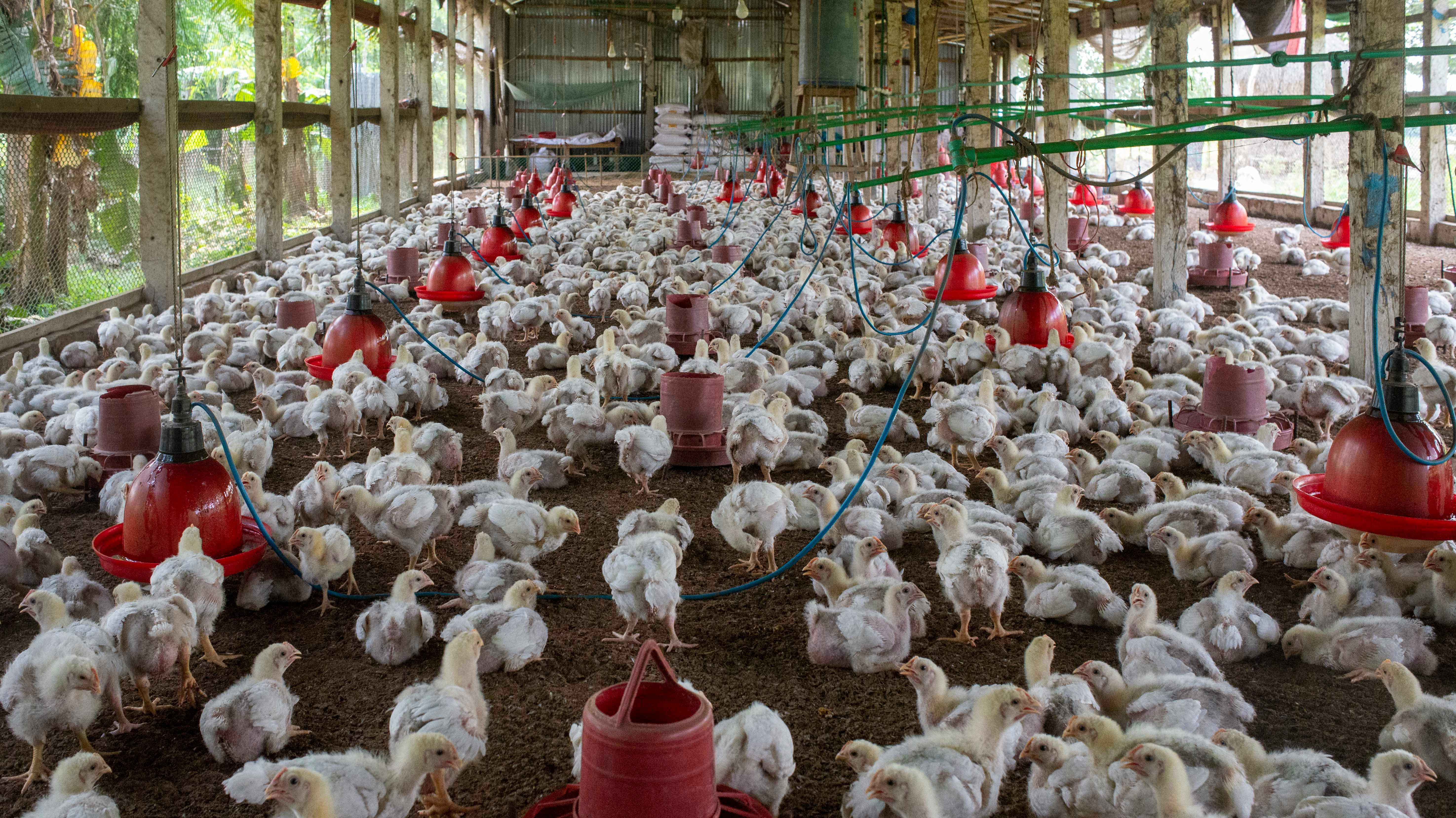 Ferme avicole moderne