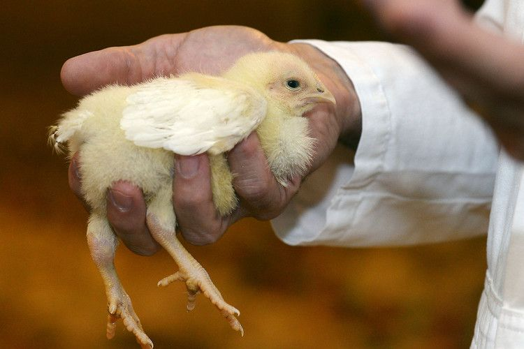 Santé et contrôle qualité