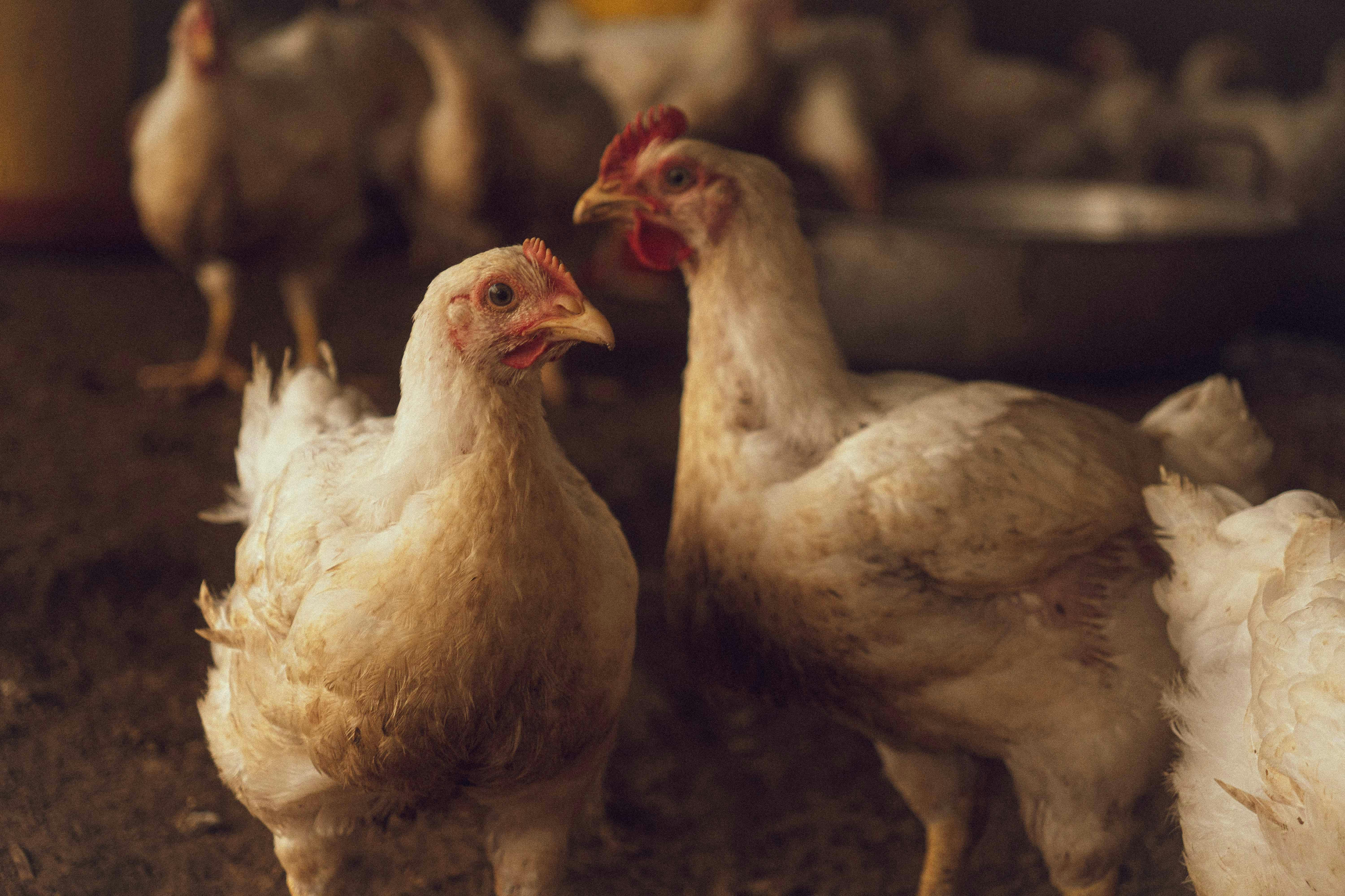 Élevage de poules pondeuses