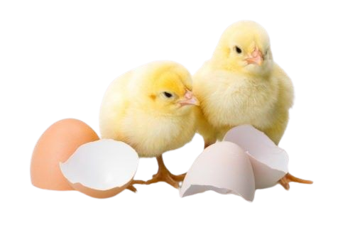 Élevage poussins